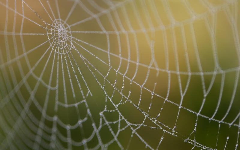 Spider's Web